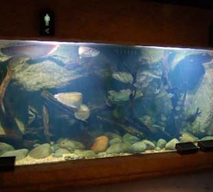 Aquarium vor den Toiletten