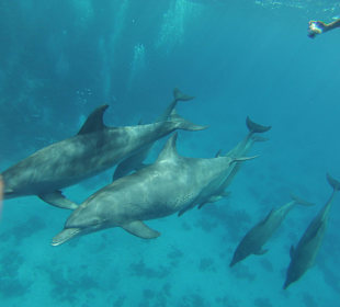 Delfinausflug