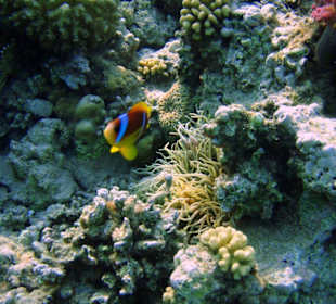 Rotmeer-Anemonenfisch