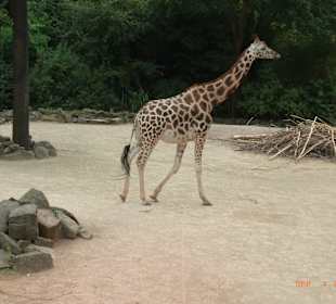 Zoo Hannover