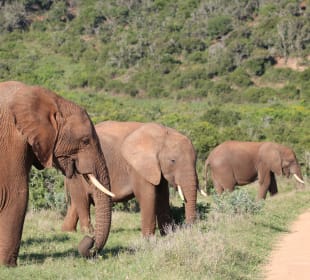 Wir stoppen für die Touris!