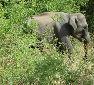 Friedlicher Elefant