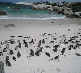 Вот так их много 