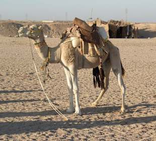Camelreiten