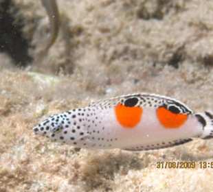 Fisch am Hotelstrand