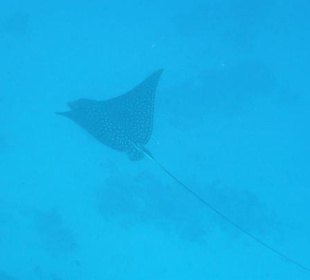 Kapitaler Adlerrochen 