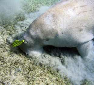 Podwodne życie w Abu Dabab