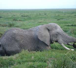 Elefant / Amboseli