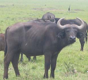 Büffel