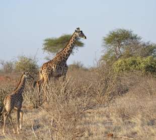 Giraffe/ Tsavo Ost