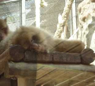 Berberaffen träumen