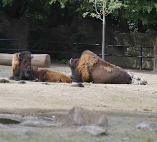 Tierpark Hagenbeck