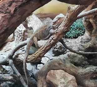 Happ Reptilien Zoo