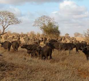 Büffelherde mit 2.500 Tieren und wir mittendrin