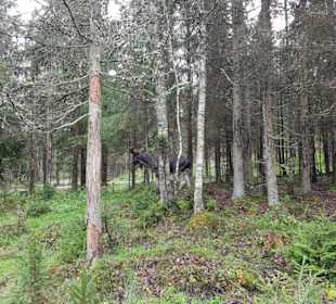 So mancher streunt einfach durch den Wald