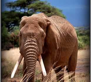 Słonio w Amboseli 