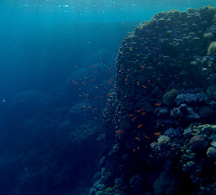 Wunderschönes Hausriff