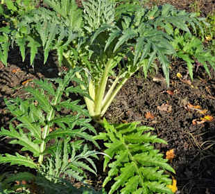 Rundgang durch den Botanischen Garten Hamburg