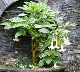 Trompetenblüte Einsam und Giftig