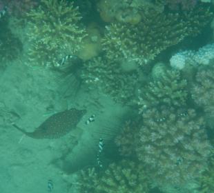 Meeresbewohner am Hausriff