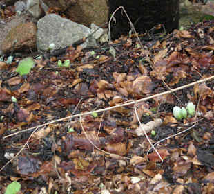 Trasa wiodąca do wodospadu