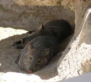 Halsbandpekari im Living Desert Zoo, NM