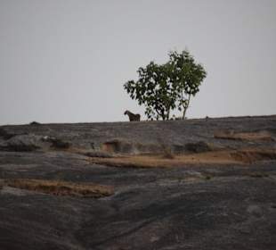 Auf Pirsch in der Dämmerung