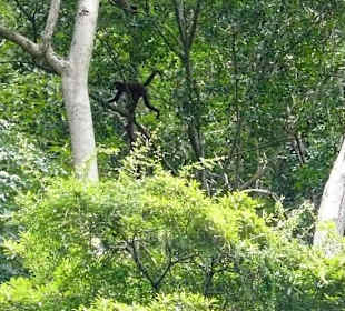 Rejs łodzią - małpy