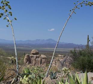 Blick auf die Wüste