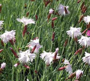 Spaziergang durch den Botanischen Garten Bremen