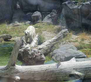 Neue, große Eisbärenanlage