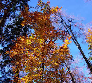 Baumfarben vom feinsten