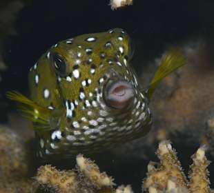 Tauchbasis Freedom Divers Safaga