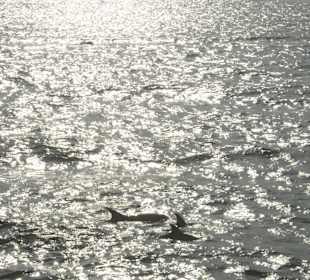 Giftuntour mit Delphinen