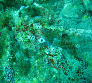 Grenadas Unterwasserwelt