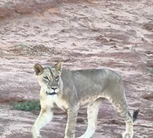Durch unseren Fahrer Sifa haben wir auch Löwen 