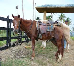 Nach dem Ritt / Pause verdient