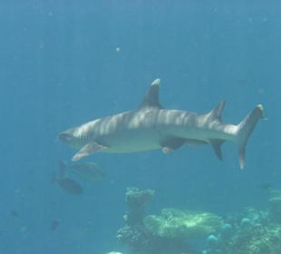Weißspitzenriffhai