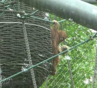 Tierpark Hellabrunn - Welt der Affen