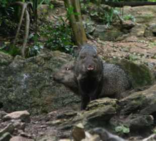 Wildschwein