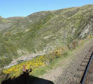 Mitder Taileri Railway durch die Natur Neuseelands