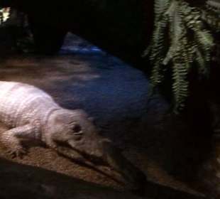 Gondwana - Das Praehistorium