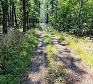 Durch den Wald entlang