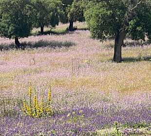 Wandern Novo Sancti Petri
