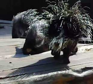 WildparkImpression September 2013