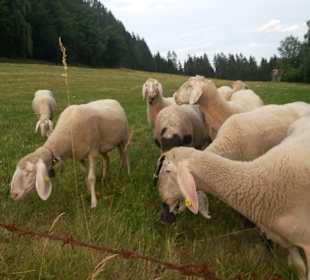 Wandern Hermagor - Pressegger See