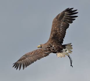 Flugshow Burg Hohenwerfen