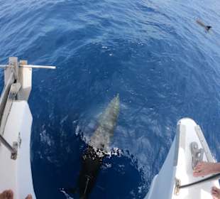 Delphine Tauch tour Saona