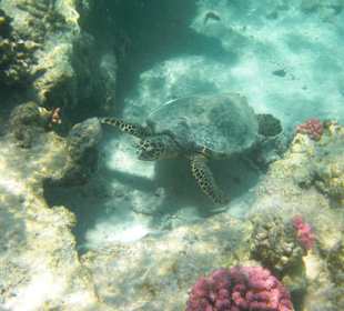 Schildkröte am Hausriff Three Corners Fayrouz Plaza Beach Re