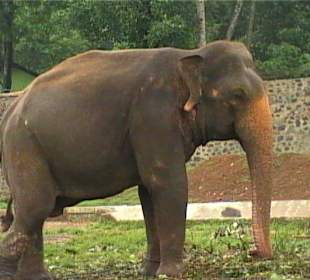 Wo kommt der helle Rüssel her?